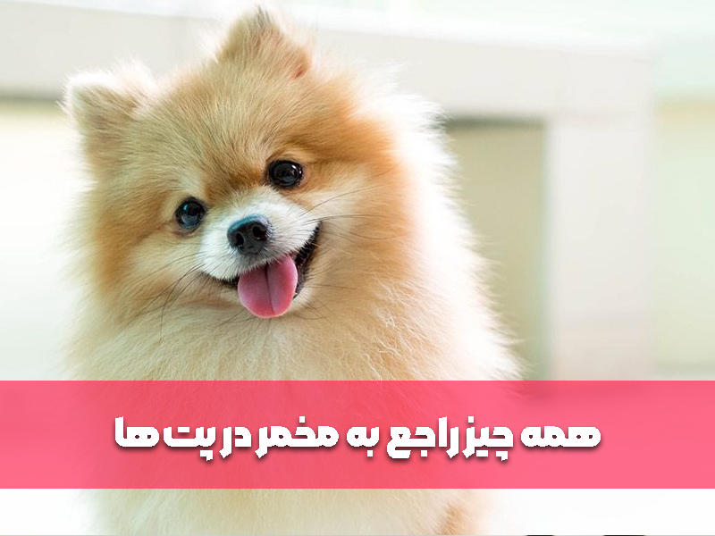 همه چیز راجع به مخمر در پت‌ها